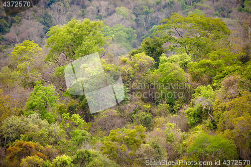 Image of Rainforest in Ankarafantsika park, Madagascar