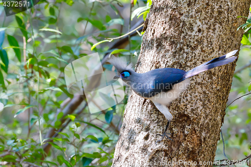 Image of Crested coua bird (Coua cristata) Madagascar