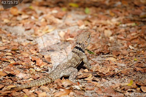 Image of common small collared iguanid lizard, madagascar