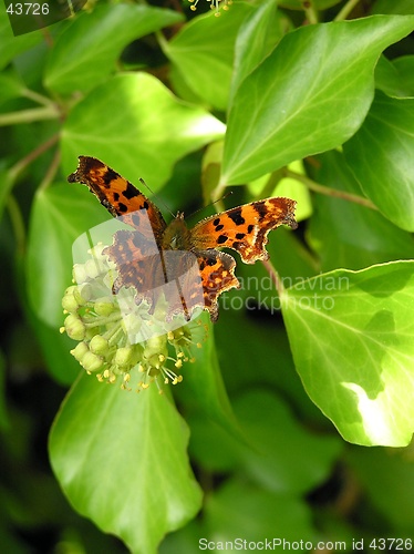 Image of Comma