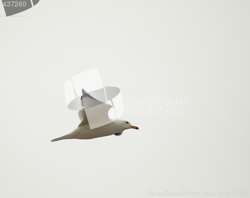 Image of Seagull