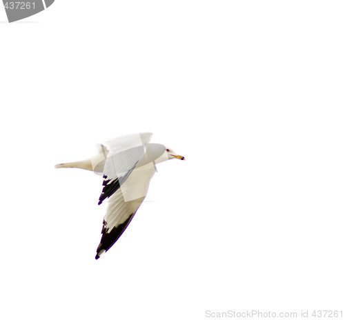 Image of Seagull Isolated On White