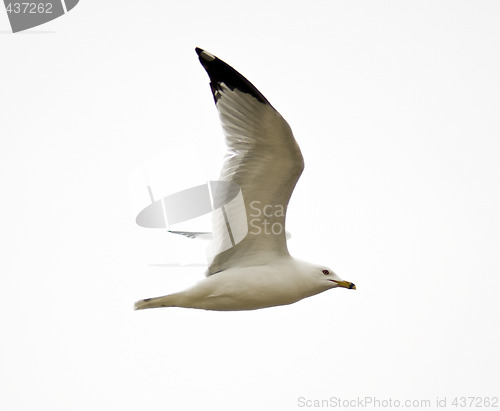 Image of Isolated Seagull