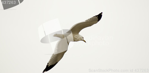 Image of Flying Away