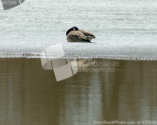 Image of Canada Goose