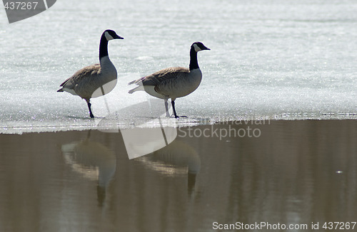 Image of Injured Goose