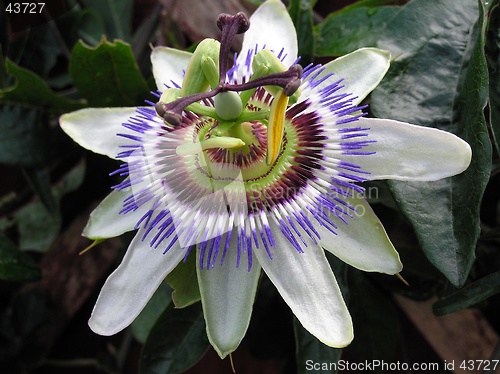 Image of Passiflora