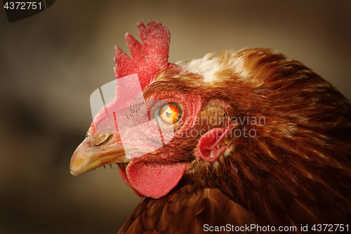Image of brown hen portrait with damaged eye