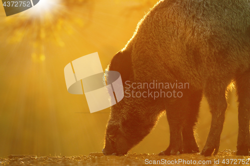 Image of wild boar foraging for food at dawn