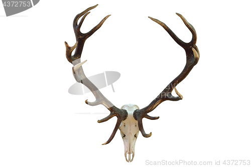 Image of huge red deer hunting trophy