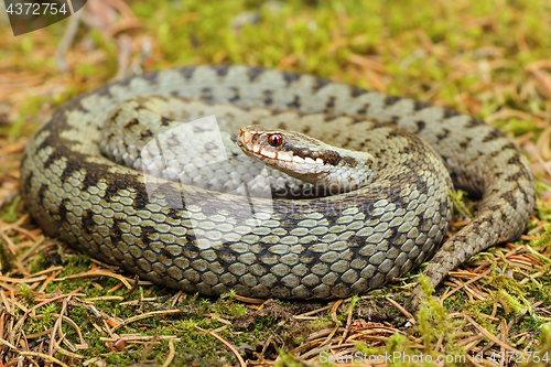 Image of common european viper on green moss