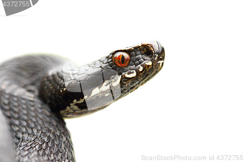 Image of isolated portrait of black common viper