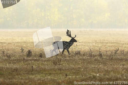 Image of fallow deer stag in beautiful autumn light