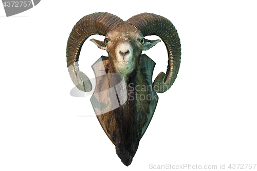 Image of isolated mouflon hunting trophy