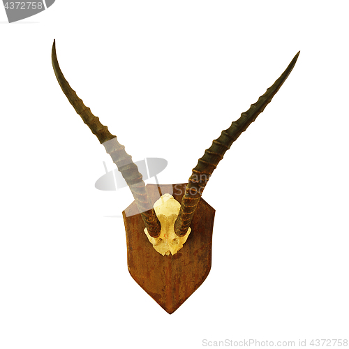 Image of hartebeest hunting trophy over white