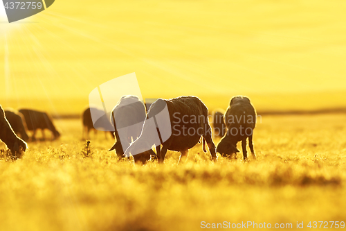 Image of sheep herd grazing at dawn