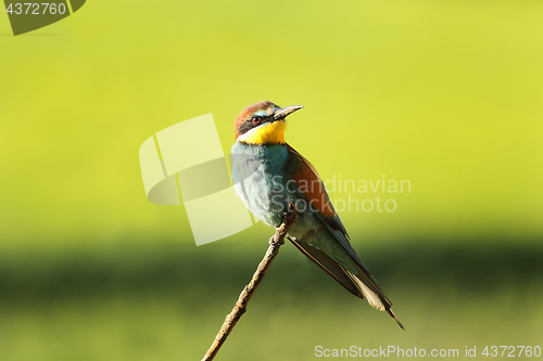 Image of european bee eater perched on twig