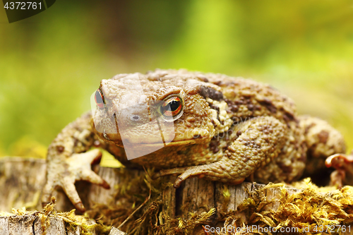 Image of closeup of ugly common brown toad