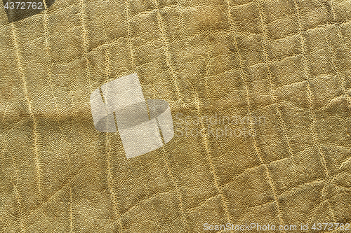 Image of detailed african elephant pelt