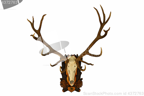 Image of beautiful large red deer trophy over white