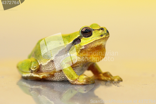 Image of cute small green frog 