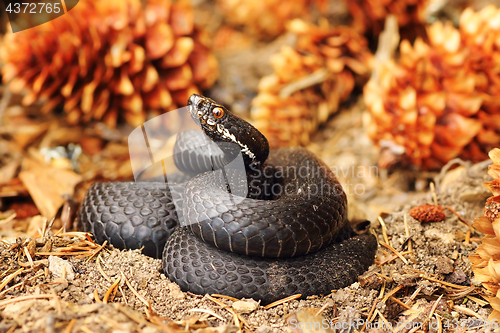 Image of black common viper on forest ground