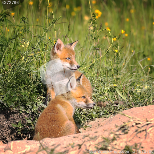 Image of fox cubs near the burrow in spring