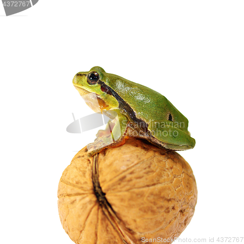 Image of cute green tree frog over white