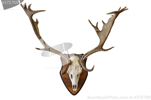 Image of fallow deer stag hunting trophy on white