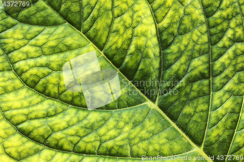 Image of detailed surface of hortensia leaf