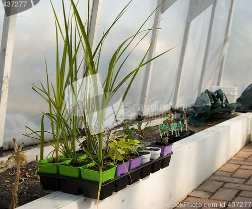 Image of Greenhouse