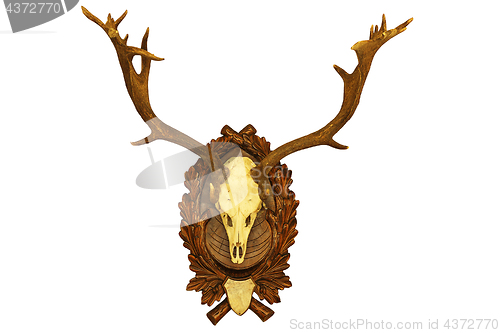 Image of beautiful fallow deer stag hunting trophy