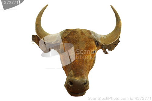 Image of hunting trophy of african buffalo