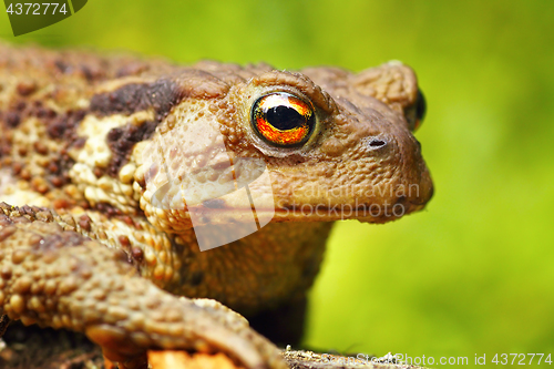 Image of macro portrait of Bufo bufo toad