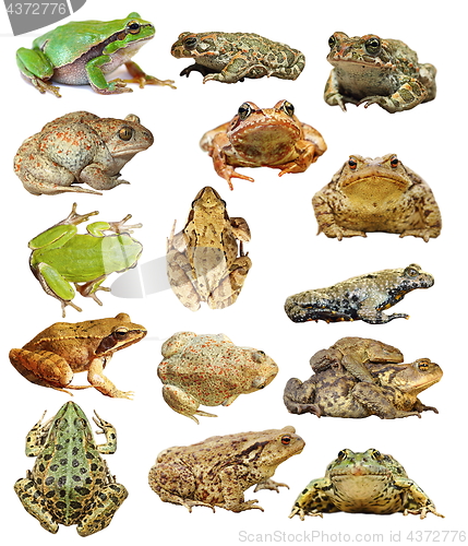 Image of large collection of isolated frogs and toads