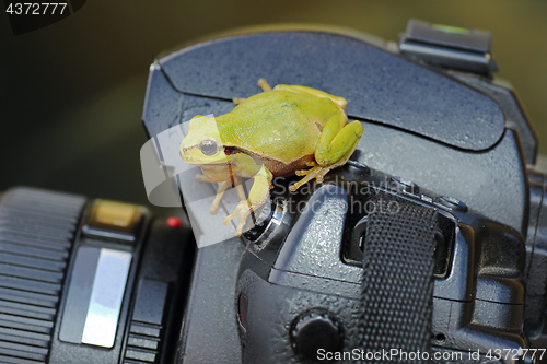 Image of green tree frog on photo camera