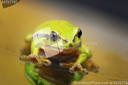 Image of closeup of cute tree frog