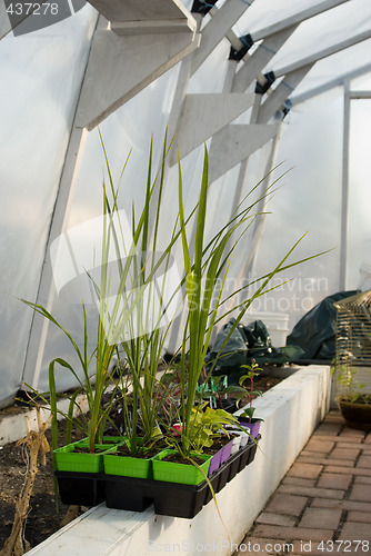 Image of Vertical Greenhouse