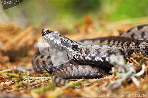 Image of venomous viper on the ground