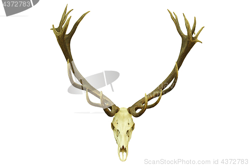 Image of red deer trophy with large antlers