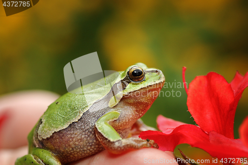 Image of cute green tree frog in spring setting