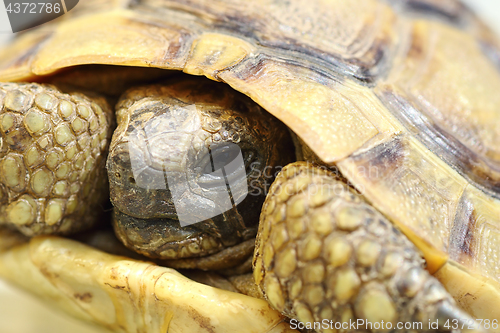 Image of portrait of Testudo graeca
