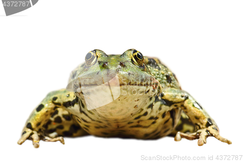 Image of front view of isolated common marsh frog