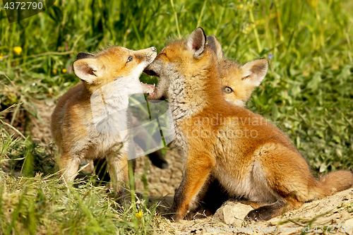 Image of cute fox cubs playing out of the burrow