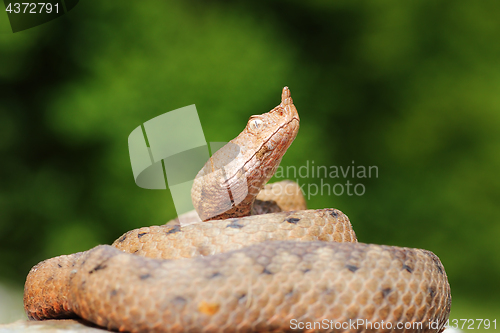 Image of long nosed viper basking on stone