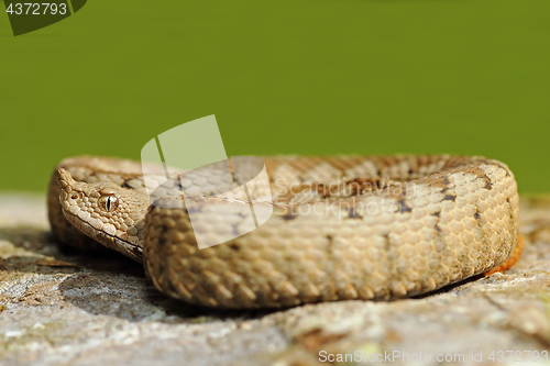 Image of dangerous snake basking on stone