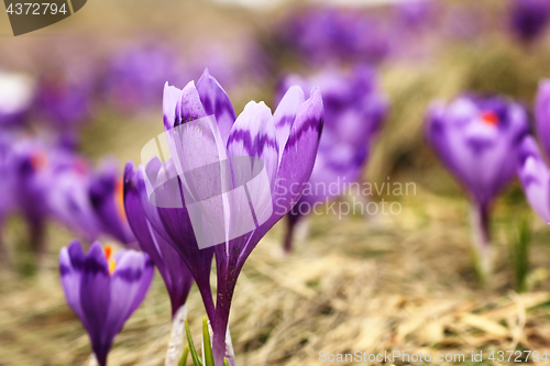 Image of wild saffron on mountain meadow