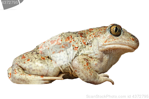 Image of isolated full length Pelobates fuscus