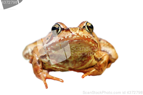 Image of closeup of european common frog over white