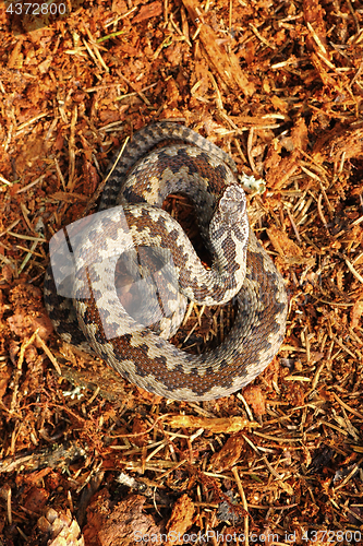 Image of Vipera berus standing on forest ground